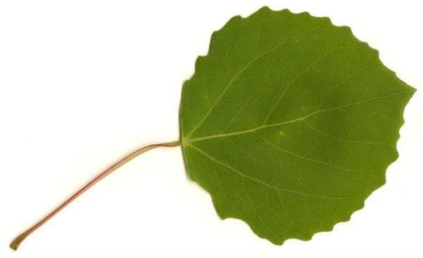Лист осины форма листа
