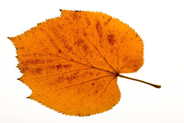 Оранжевый лист березы