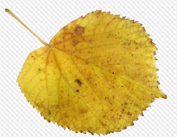 Осенний листок березы