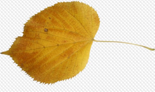 Осенний лист осины на белом фоне