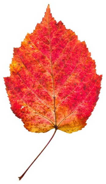 Красный лист осины