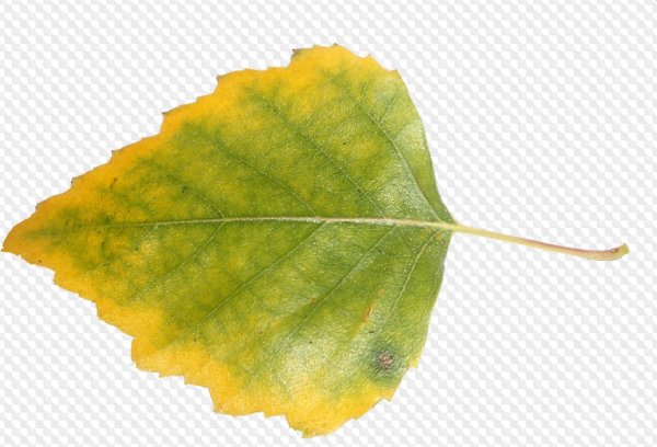 Осенний лист тополя на белом фоне