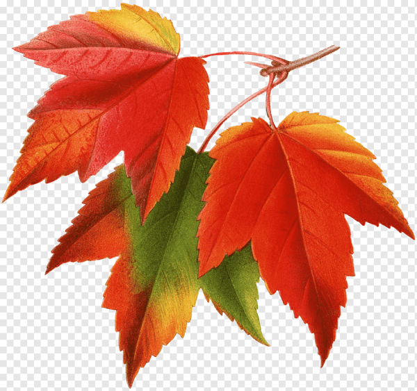 Осенний листок на белом фоне