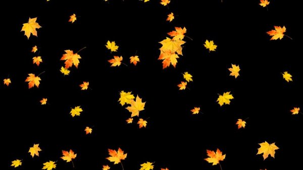 Осенние листья на черном фоне