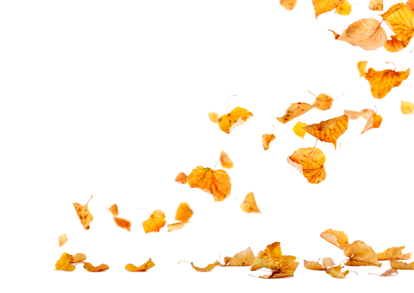 Падающие листья на прозрачном фоне