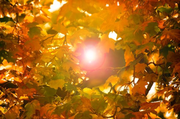 Листья в лучах солнца