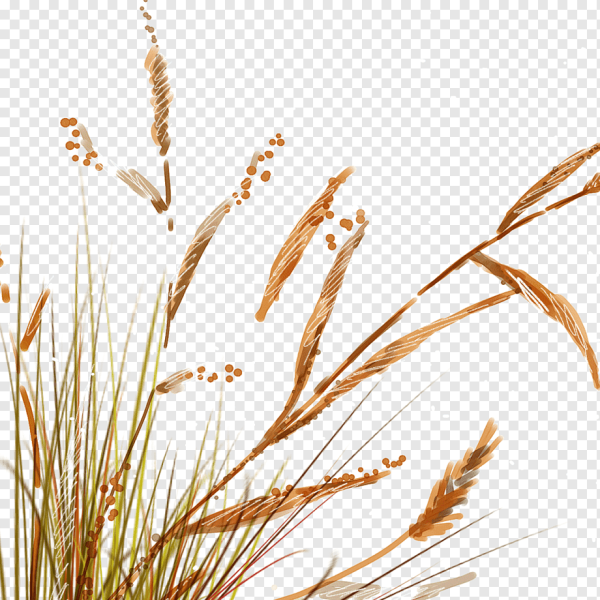 Сухая трава на прозрачном фоне