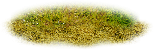 Желтая трава на прозрачном фоне