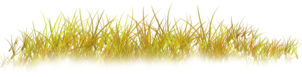 Осенняя трава на прозрачном фоне для фотошопа