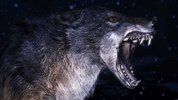 Чёрный волк оскал