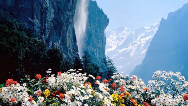 Швейцария цветы горы