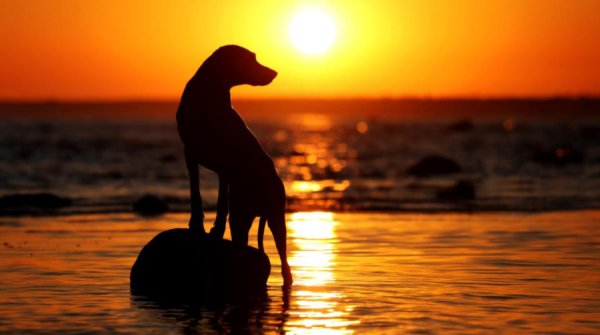 Собака на закате солнца