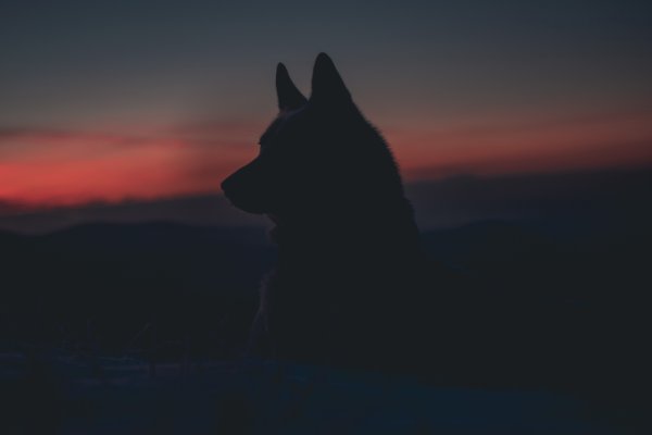Немецкая овчарка на фоне заката