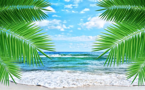 Пальма на фоне моря