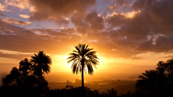 Лос Анджелес пальмы