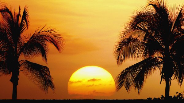 Пальма на фоне солнца