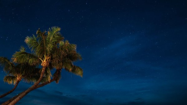 Ночное небо с пальмами