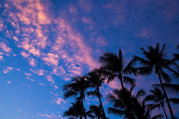 Пальмы фиолетовое небо