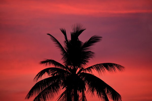 Красивые пальмы