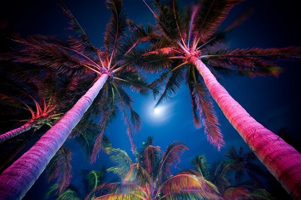 Пальмы Майами