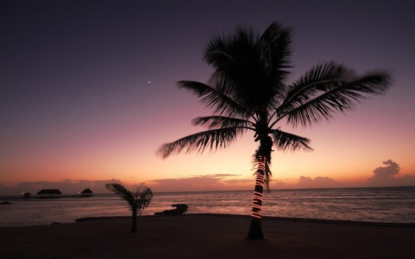 Пальмы на фоне заката