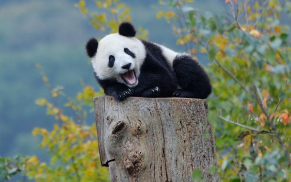 Панда на фоне леса
