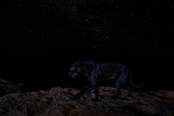 Черная пантера ночью