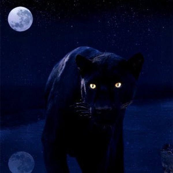 Черная пантера ночью