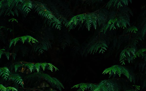 Темные джунгли