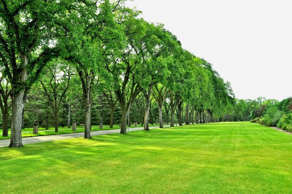 Парк деревья газон Душанбе