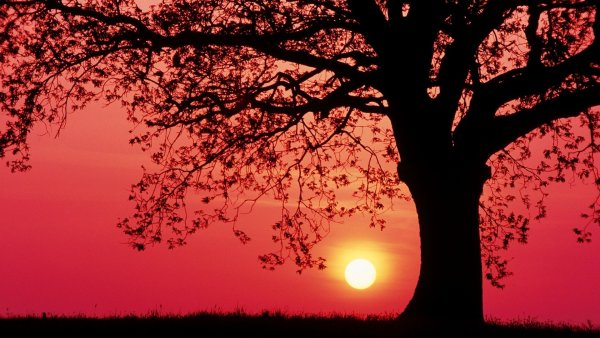 Пейзаж дерево на фоне заката