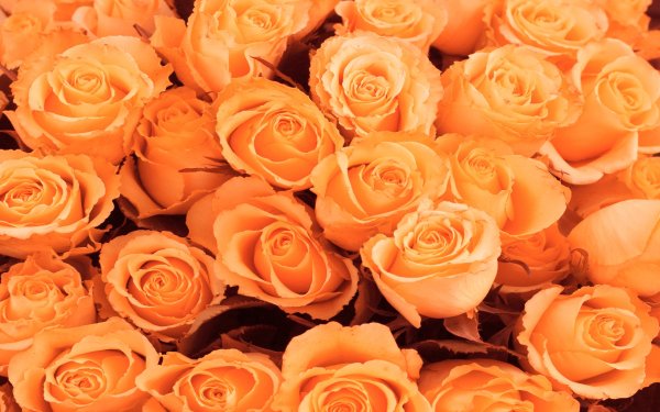 Оранжевые и персиковые розы