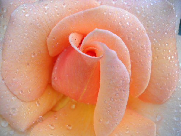 Персиковые розы фон