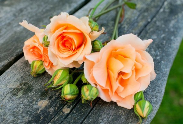 Роза кустовая персиковая