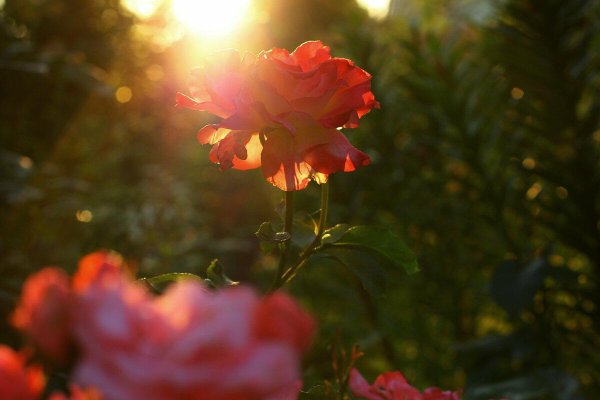 Цветы в утренних лучах солнца