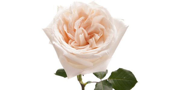 White Ohara роза