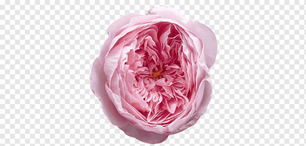 Роза дэвидостон белый фон