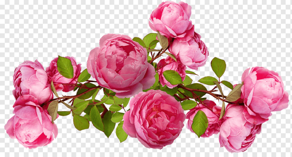 Пионовидные розы на прозрачном фоне