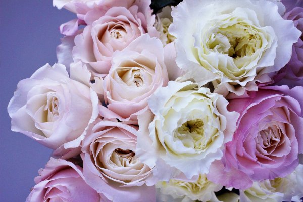 Пионовидная роза пастельных тонов