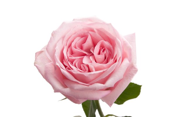 Пионовидная роза Пинк Охара