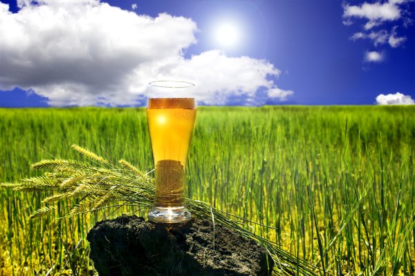 Пиво на фоне природы