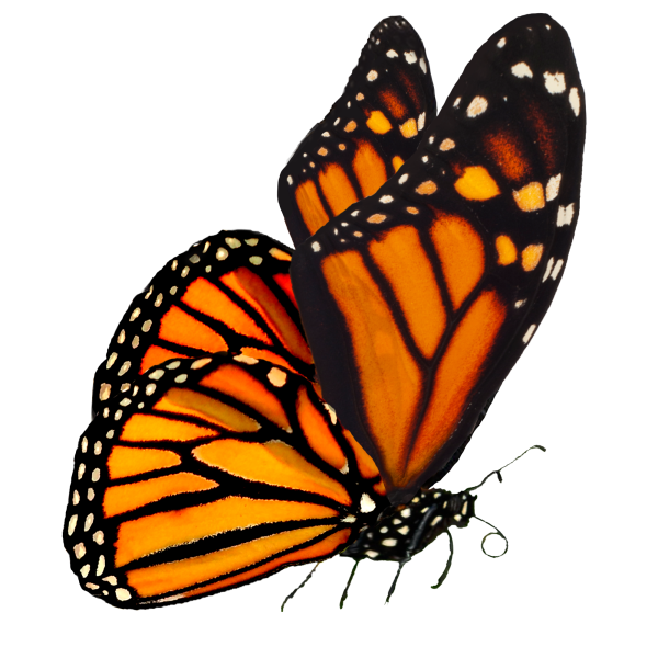 Monarch бабочка на белом фоне