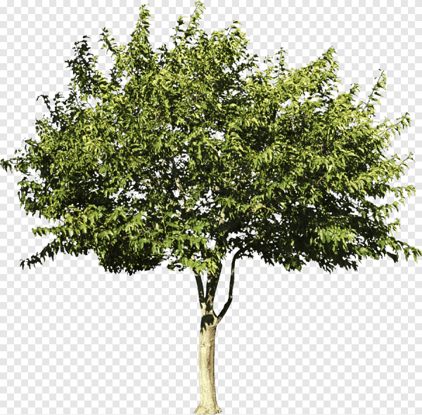 Плодовые деревья на прозрачном фоне