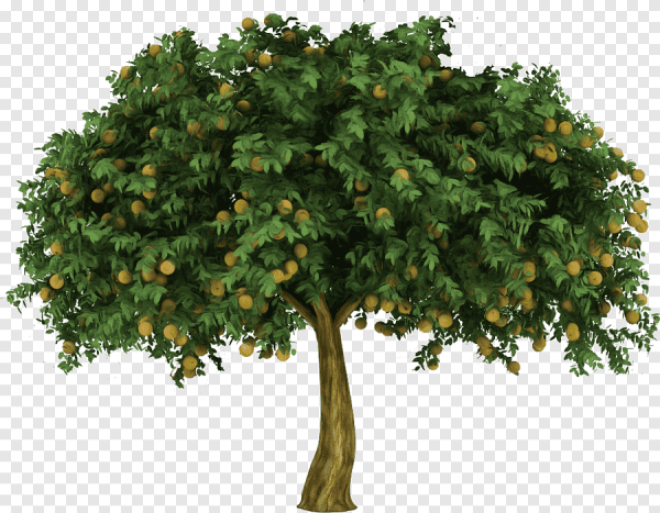 Айва груша дерево