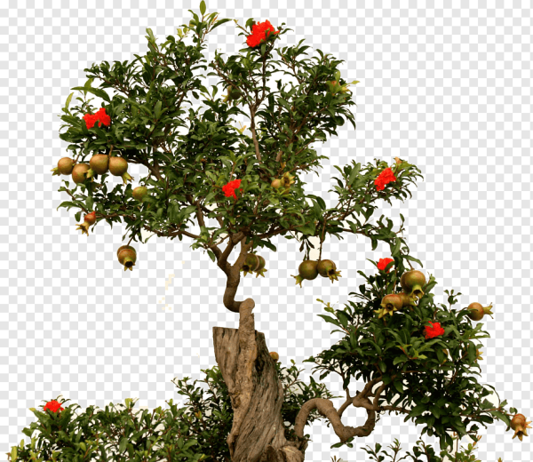 Плодовое Гранатовое дерево
