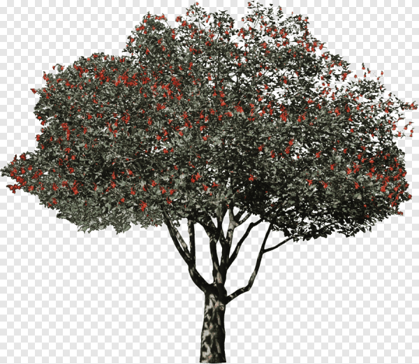 Дерево черешня черноплодка