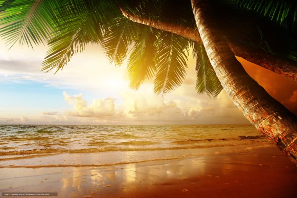 Океан пальмы солнце
