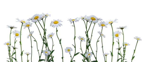 Белые полевые цветы