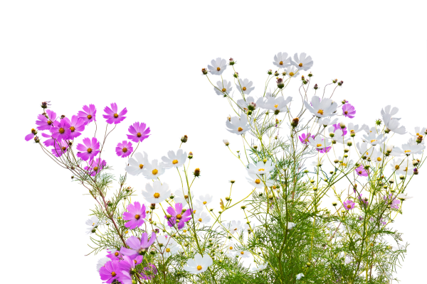 Полевые цветы на прозрачном фоне для фотошопа