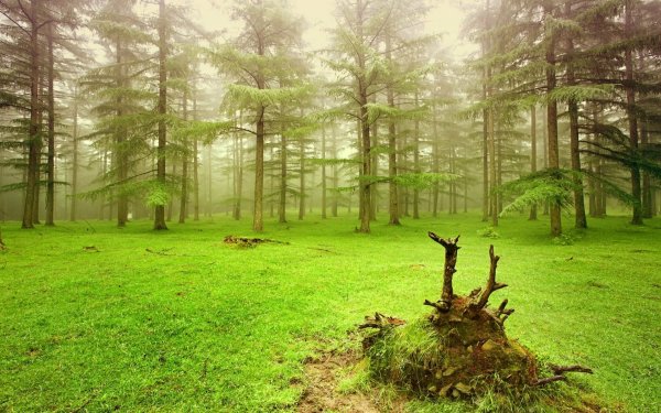 Битцевский лес сосны